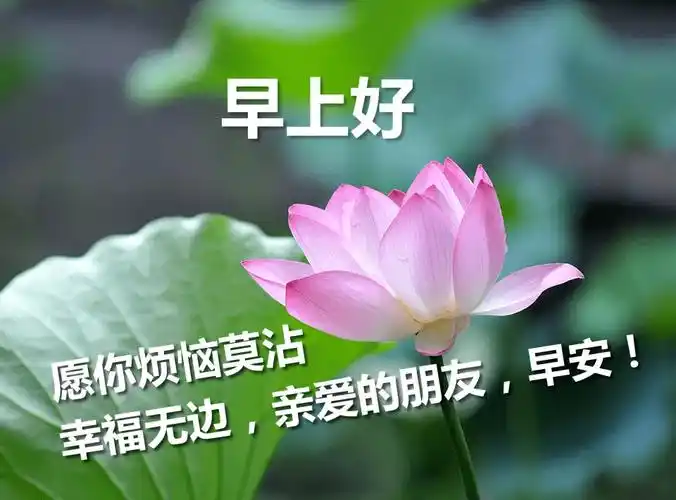 早上好问候祝福美句子漂亮的鲜花祝福早安图片带字