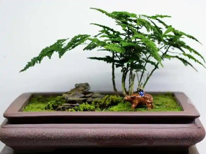 矮文竹怎么浇水不合理的浇水会导致根部腐烂