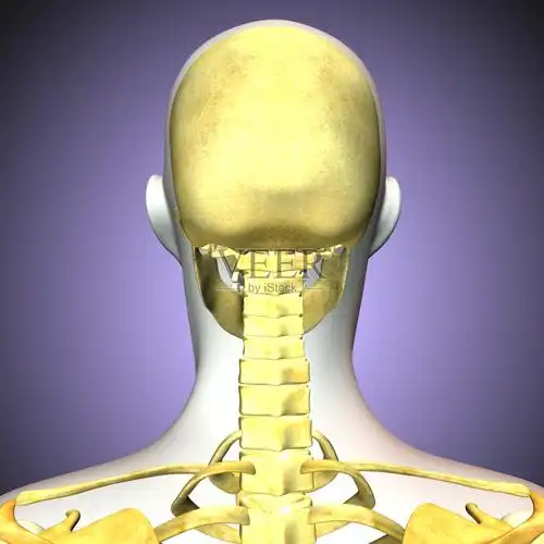 3d插图人体后脸颅骨照片摄影图片