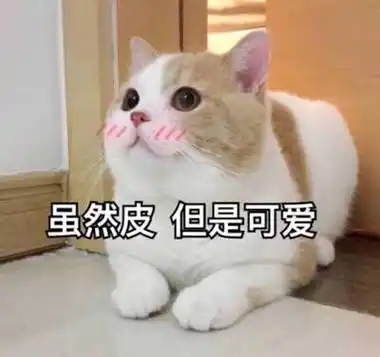 虽然皮但是可爱(猫咪)_猫咪_可爱_虽然_但是表情