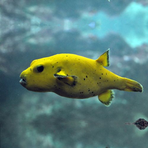 夏威夷黄金狗头海水观赏鱼水族宠物活体顺丰鱼