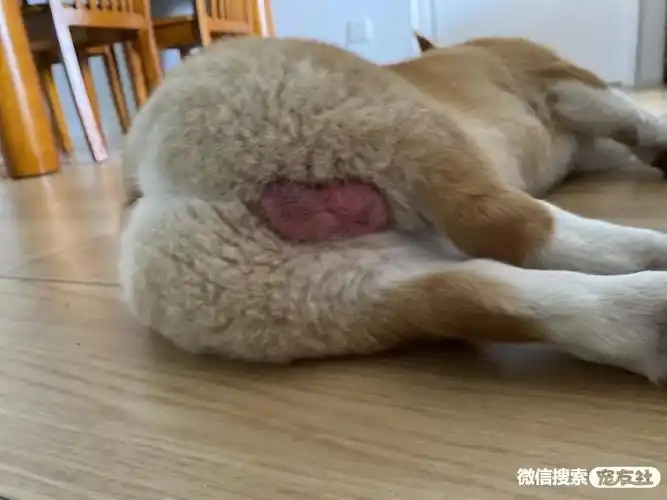 求助毛孩子蛋蛋一直都是红色的是什么情况啊,好几个月...-镇江养宠问