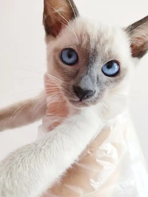 蓝重点泰国暹罗猫找家长