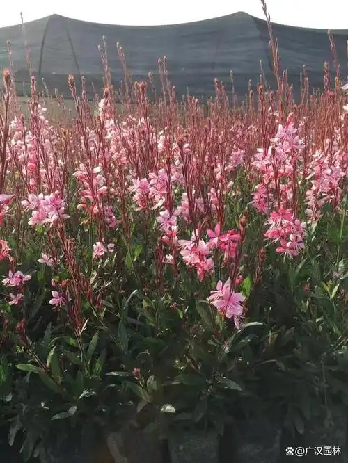 山桃草的养殖方法和注意事项