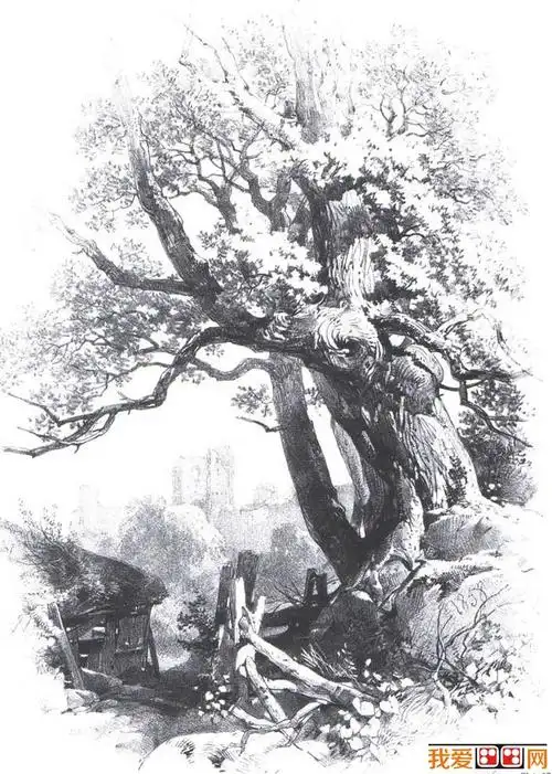 国外关于树的素描风景图片各种各样素描树的写生作品23p5