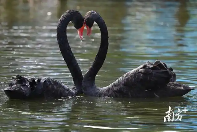 图集|情人节,动物也来"秀恩爱"