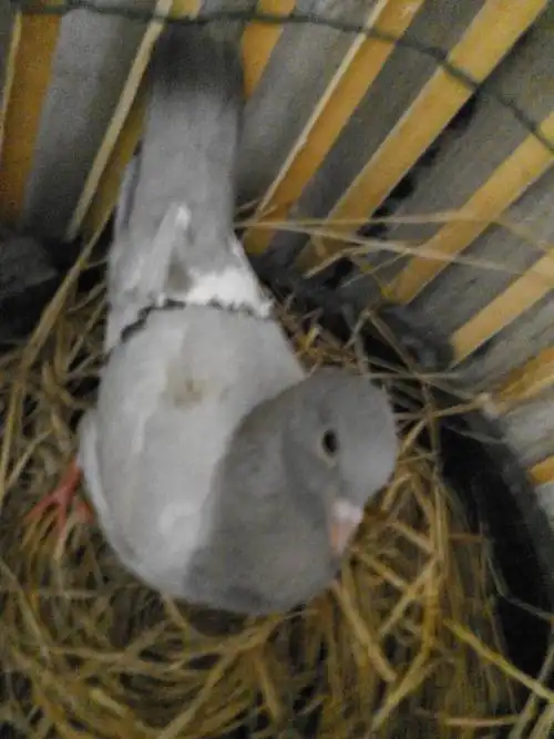 那这个年龄段的鸽子要怎么分辨雌雄 都差不多大,怎么办 第一根脚趾和