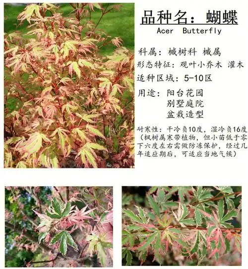 97春季日本红枫推荐,17个品种可选哦!