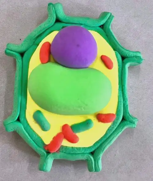 细胞模型制作盛宴,展现生物世界奥秘