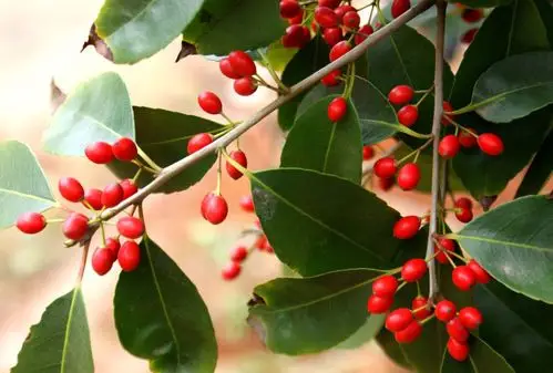 蕴含吉祥之意的红珊瑚冬青你了解吗