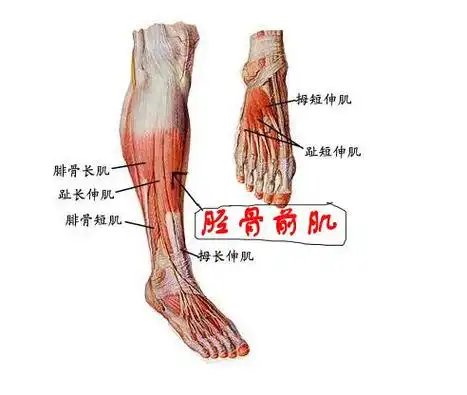 胫骨前肌