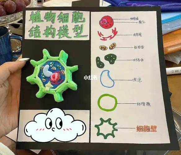 生物作业细胞模型听说是全国统一作业