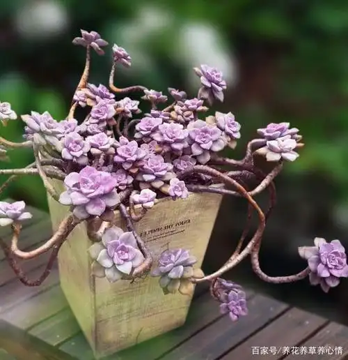 多肉紫乐太好养了,轻轻松松养爆盆,又容出状态