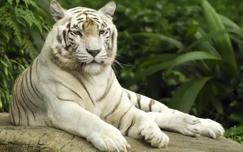 近距离拍摄各种动物高清图片精选分享