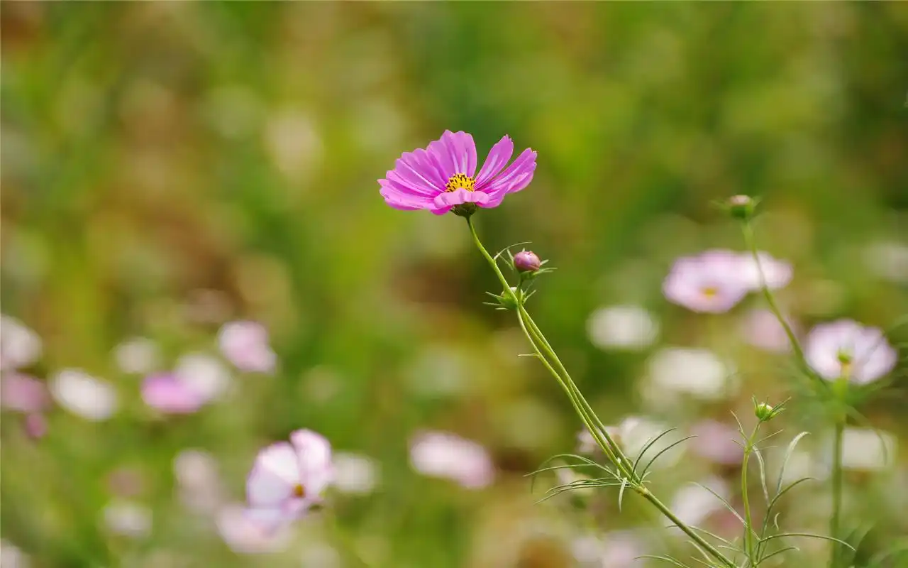 清新素雅的格桑花植物高清桌面壁纸下载