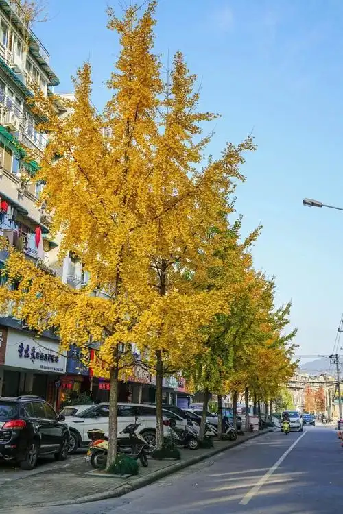 美爆了丽水市区冬天的行道树这些最适合拍照的地方我们都帮你找好了