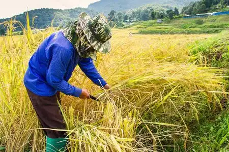 农民收割水稻稻田照片