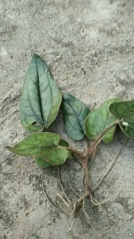 嫩丝瓜清热化痰,兔耳风清热解毒