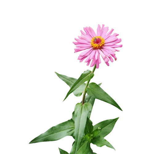 秋季户外粉色小花可爱小清新太阳花png