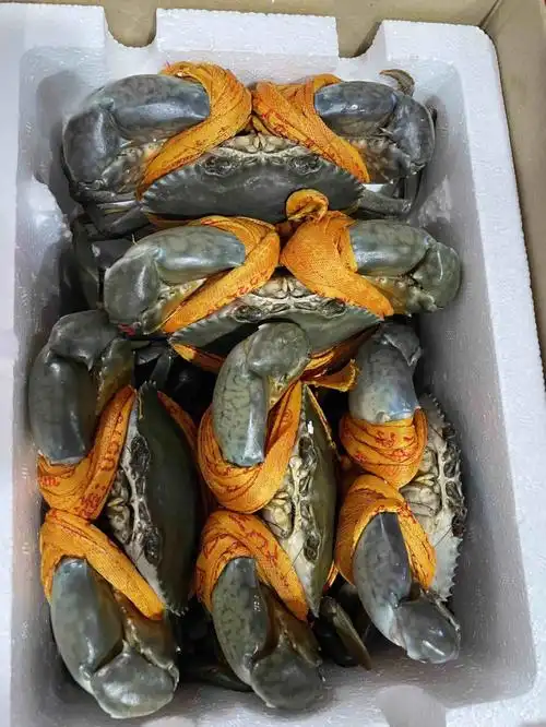 三门青蟹自家养殖