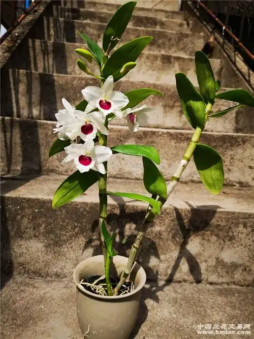 【番茄雅韵堂】日本春石斛白化变种-石斛兰-中国兰花交易网社区