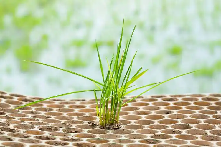 水稻幼苗在苗圃托盘中水稻幼苗