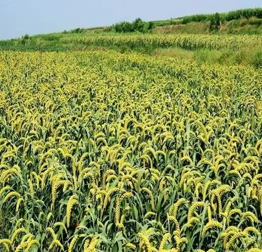 基地直销天然黑色小米 黑小米 精选去石 品质好