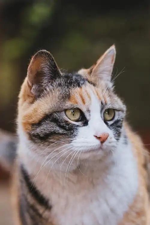 壁纸 动物 猫 猫咪 小猫 桌面 690_1035 竖版 竖屏 手机