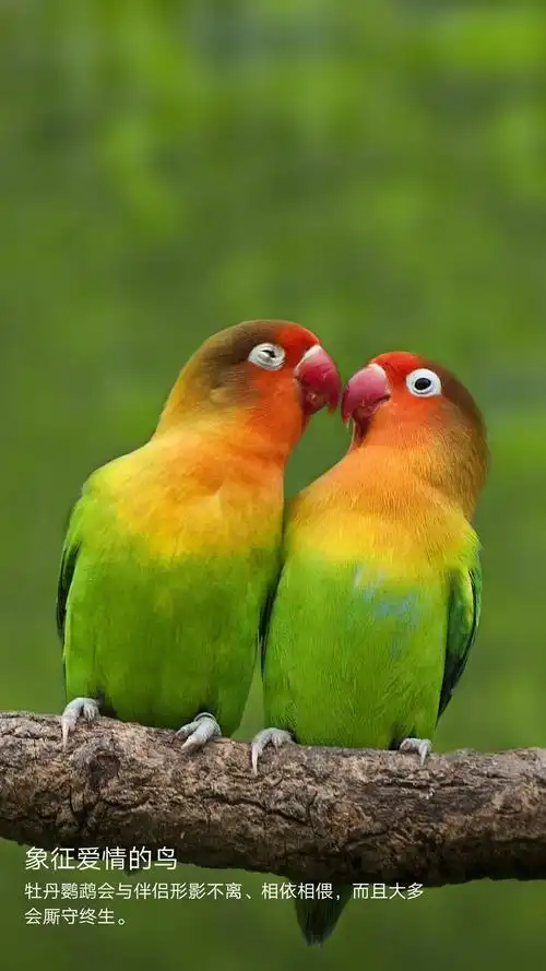 牡丹鹦鹉