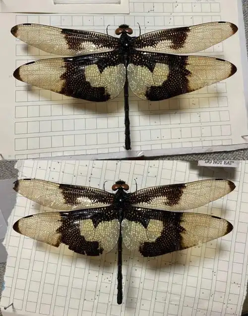 蝴蝶裂唇蜓雌性蜻蜓标本