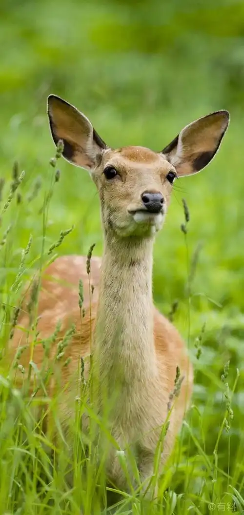 鹿- 堆糖,美图壁纸兴趣社区