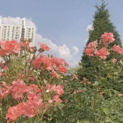 风景微信头像图片大全花真实花朵图片适合老人做微信头像