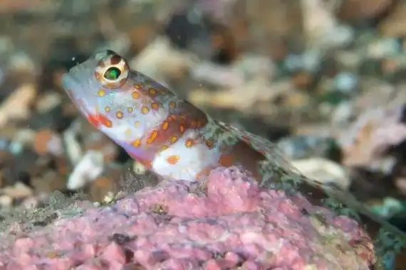 世界上最小的淡水鱼鰕虎鱼最大仅长1厘米