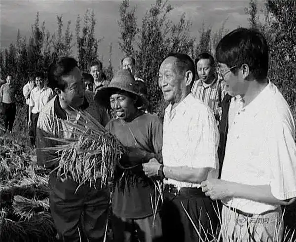 袁隆平在云南的这些老照片看着看着就哭了