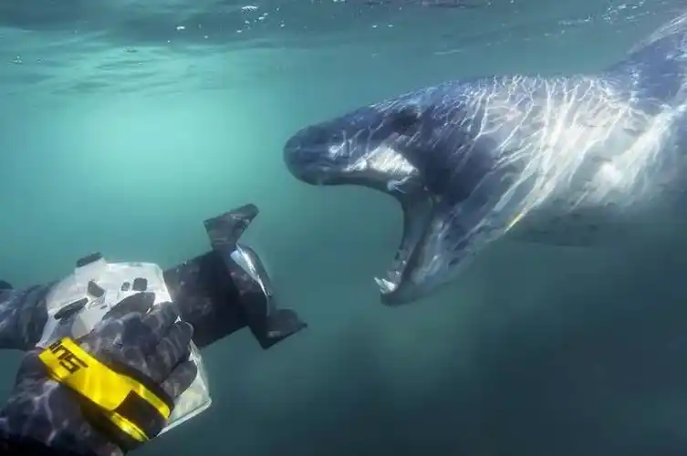 被北极熊追杀,抓拍鲨鱼咬向自己的瞬间…68岁摄影师玩命告诉你:为什么