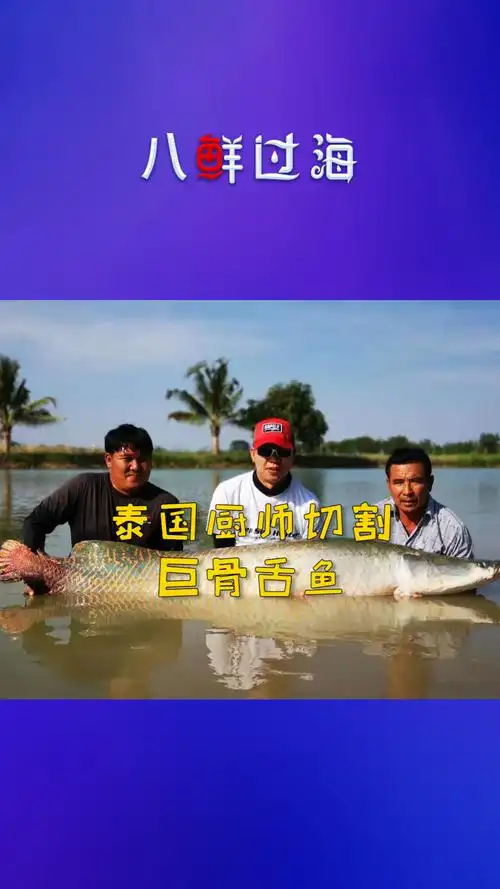 泰国厨师切割超大号金龙鱼巨骨舌鱼