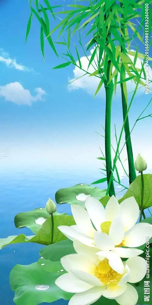 荷花竹子玄关图片