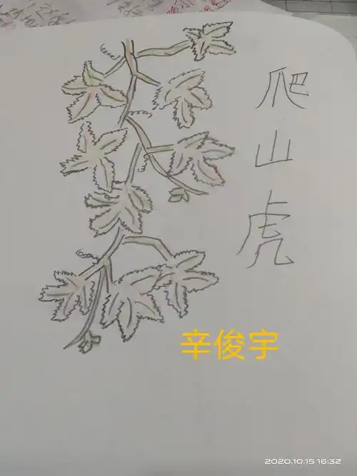 四(2)班《我是爬山虎》分享
