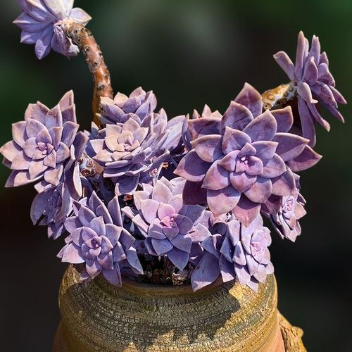 华丽风车多头老桩 紫色多肉植物组合盆栽花卉 阳台新手防辐射绿植