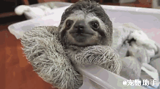 树懒探头一脸懵逼大眼无辜萌gif动图_动态图_表情包下载_soogif