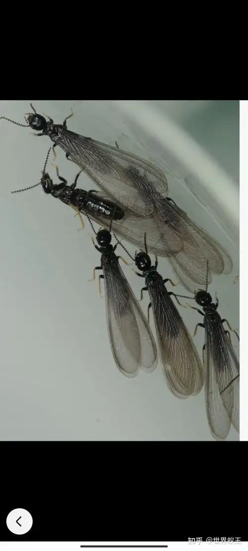 请问一下这是一种什么样的蚂蚁,长大后有翅膀,对房屋有破坏吗?