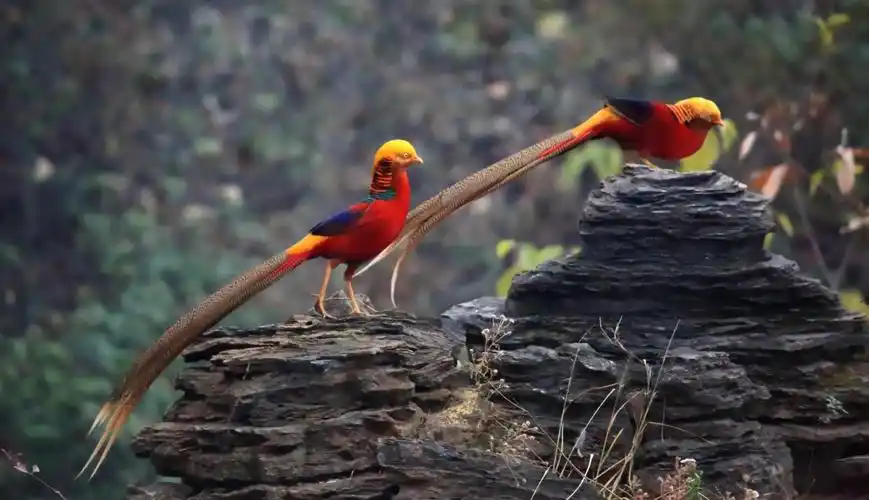 红腹锦鸡.摄影黄家泉