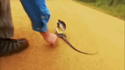 蜥蜴中有几种能直立奔跑的品种它是其中最知名的达尔文计划修订版伞蜥