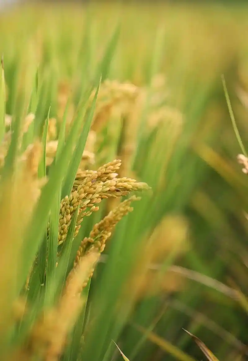 《稻田飘香》稻子一天天走向成熟,空气里弥散着稻香.#摄影 # - 抖音