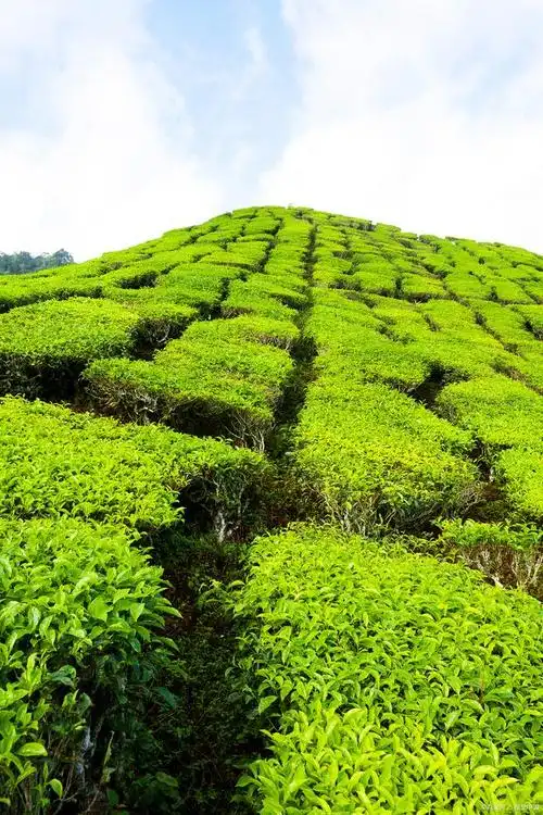探秘高山茶叶的独特魅力,为何备受追捧