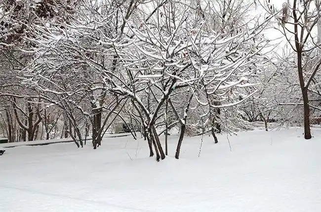 公园雪景风景图片素材