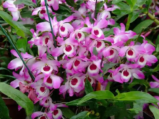 石斛兰图片_园林的石斛兰图片大全 - 花卉网