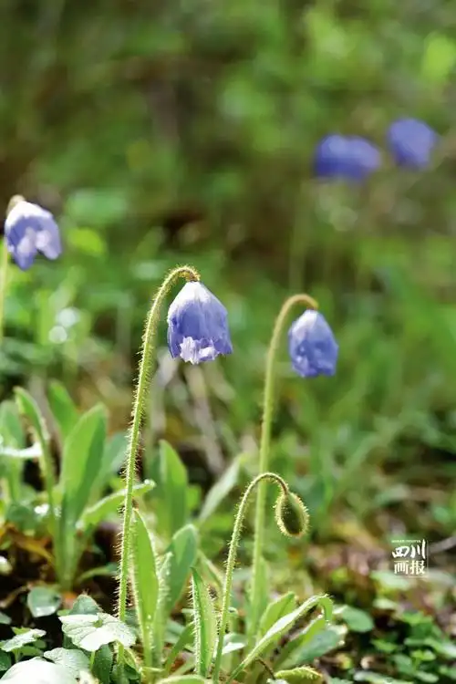 绿绒蒿 川西高原上的"女神"_花朵