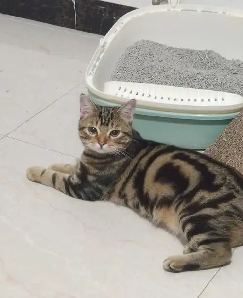 绝育领养美短棕虎斑妹妹甜美粘人找新家