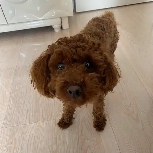 人民广场捡到一只棕色泰迪